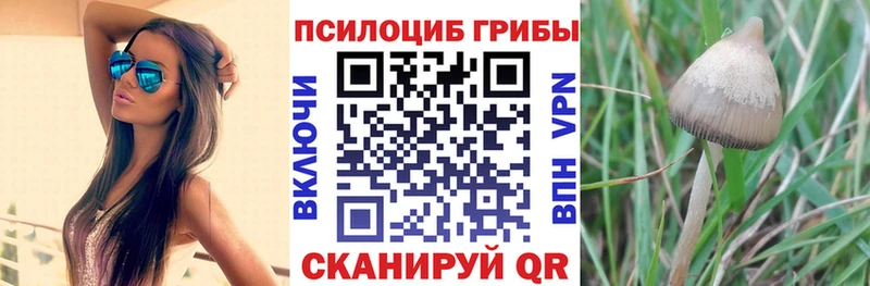 где купить наркотик Белоярский Псилоцибиновые грибы Cubensis